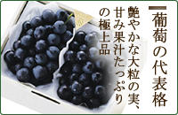 �T�}�[�M�t�g�@��D��