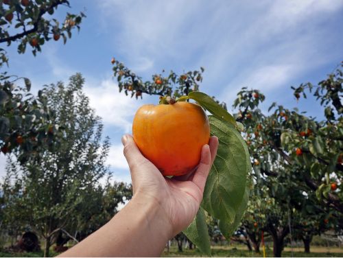 収穫したばかりの大和百目柿