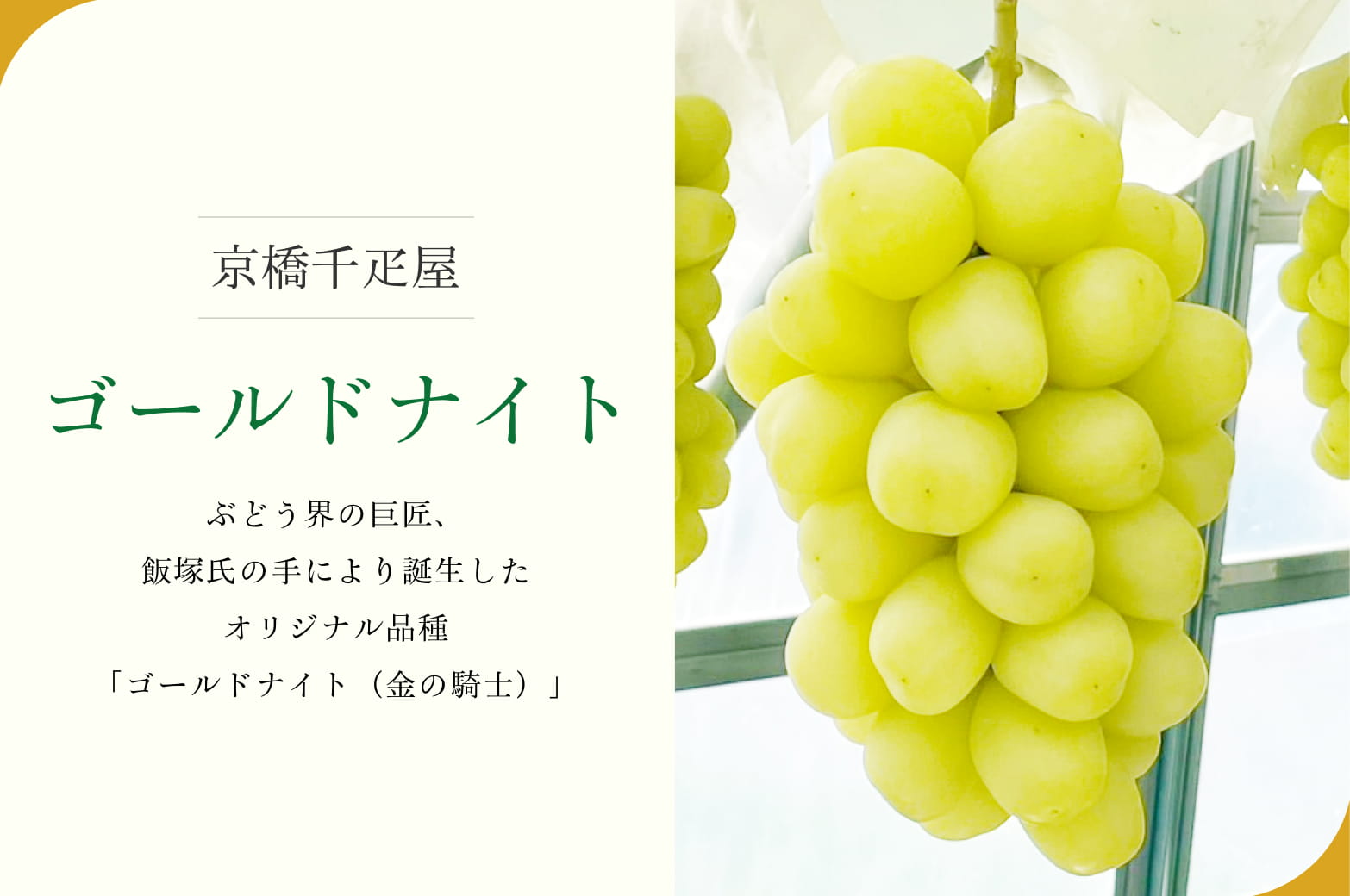 ゴールドナイト1房入