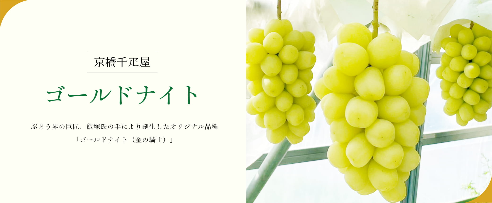 ゴールドナイト1房入